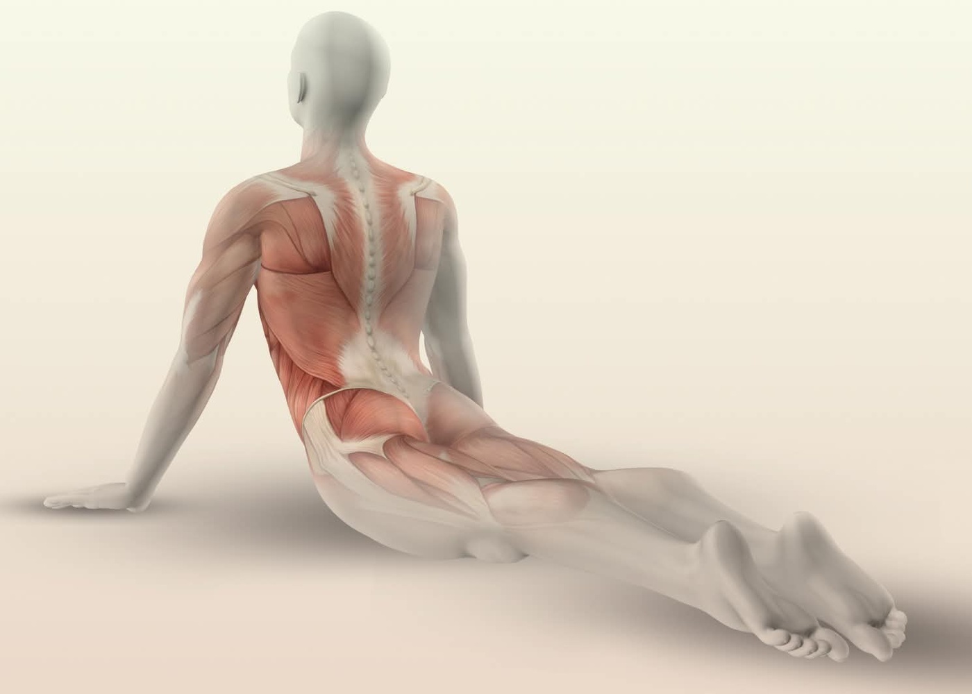 muscular anatomy back stretch