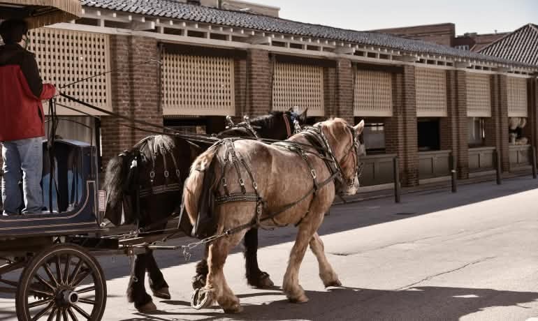 horses in charleston