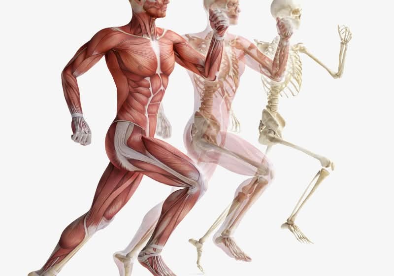 skeletal and muscular anatomy